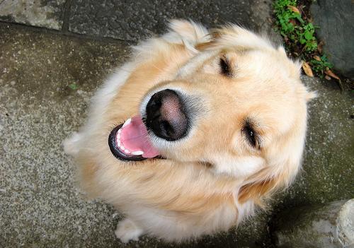 Golden retriever